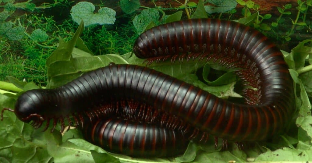 millipedes for sale